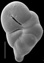 Robertinoides oceanicus