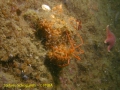 Chelicerata (sea spiders & mites)