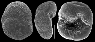 Rosalina orientalis