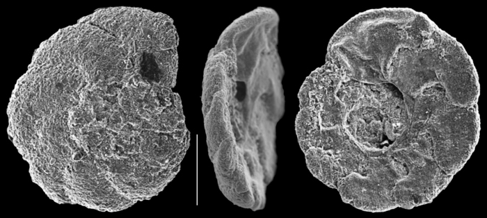 Rotaliammina chitinosa