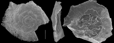 Rotaliammina siphonata