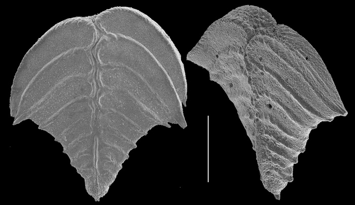 Rugobolivinella elegans Rugobolivinella elegans