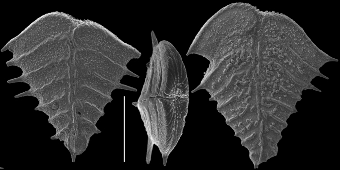 Rugobolivinella spinosa