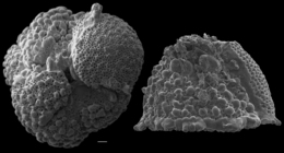 Rupertina pustulosa