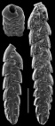 Sagrinella convallaria