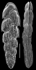 Sagrinella durrandii