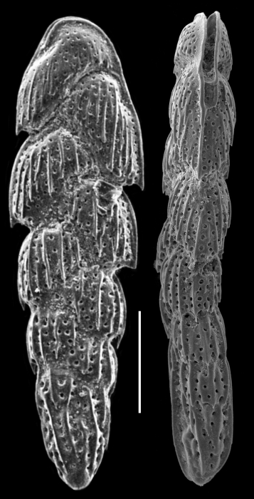 Sagrinella durrandii