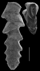 Sagrinella strigosa