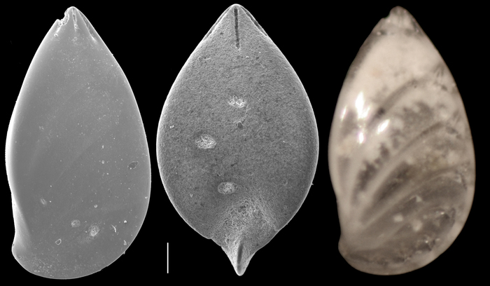 Saracenaria latifrons