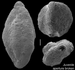 Schlumbergerina alveoliniformis