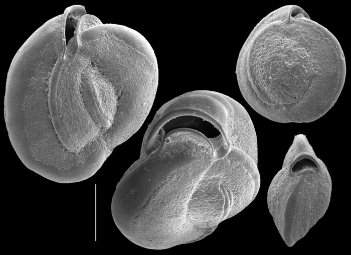 Sigmamiliolinella australis Sigmamiliolinella australis