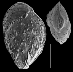 Sigmavirgulina basistriata