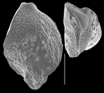 Sigmavirgulina tortuosa