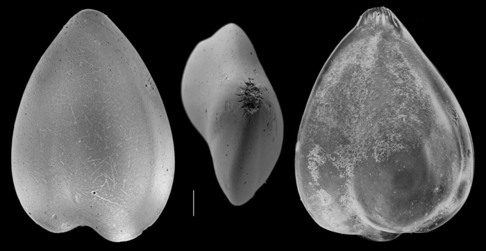 Sigmoidella elegantissima