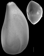 Sigmoidella pacifica