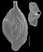 Sigmoilinella tortuosa