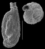 Sigmoilinita costata