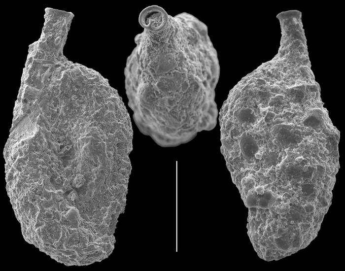 Sigmoilinopsis arenata