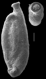 Sigmoilopsis elliptica