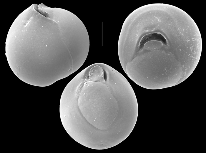 Sinuloculina lunata Sinuloculina lunata