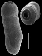 Siphogenerina collumellarensis