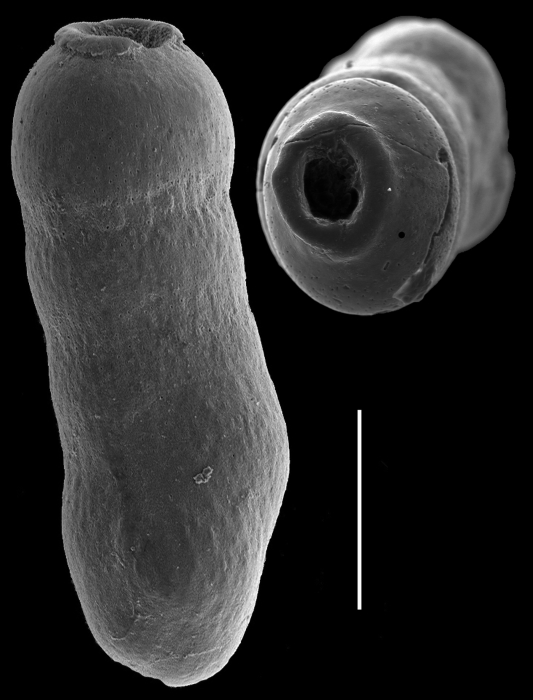 Siphogenerina collumellarensis Siphogenerina collumellarensis