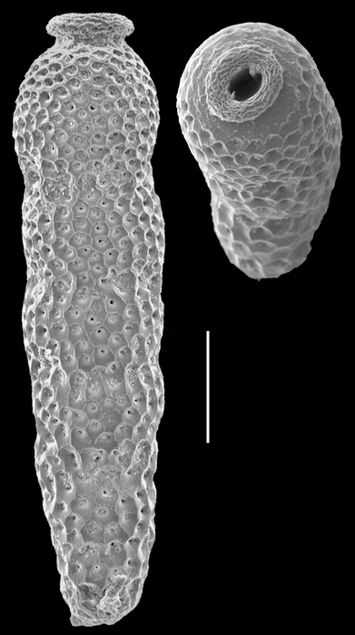 Siphogenerina pacifica Siphogenerina pacifica