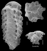 Siphoniferoides siphoniferus