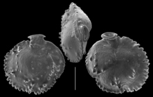 Siphonina tubulosa