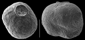 Siphoninoides laevigatus
