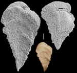 Siphotextularia blacki