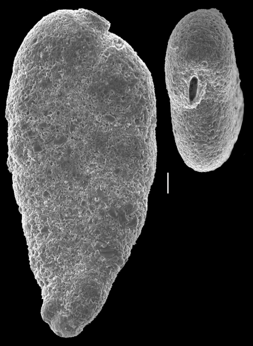 Siphotextularia heterostoma Siphotextularia heterostoma