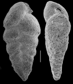 Siphotextularia mestayerae