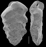 Siphotextularia subplanoides