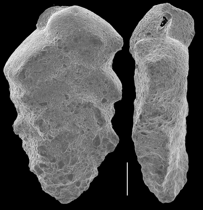 Siphotextularia subplanoides