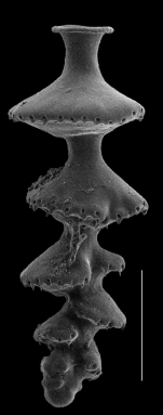 Siphouvigerina fimbriata