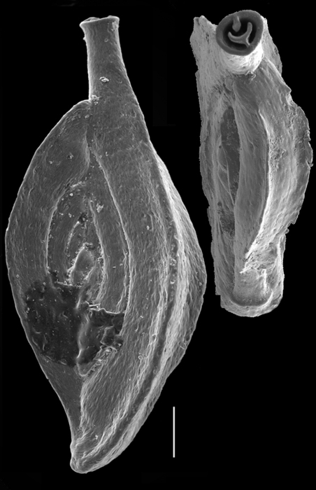 Spiroloculina attenuata Spiroloculina attenuata