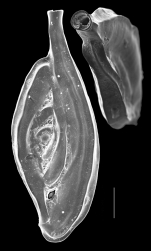 Spiroloculina caduca