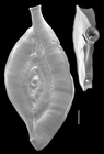Spiroloculina clara