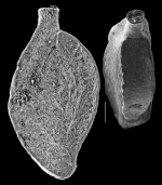 Spiroloculina communis