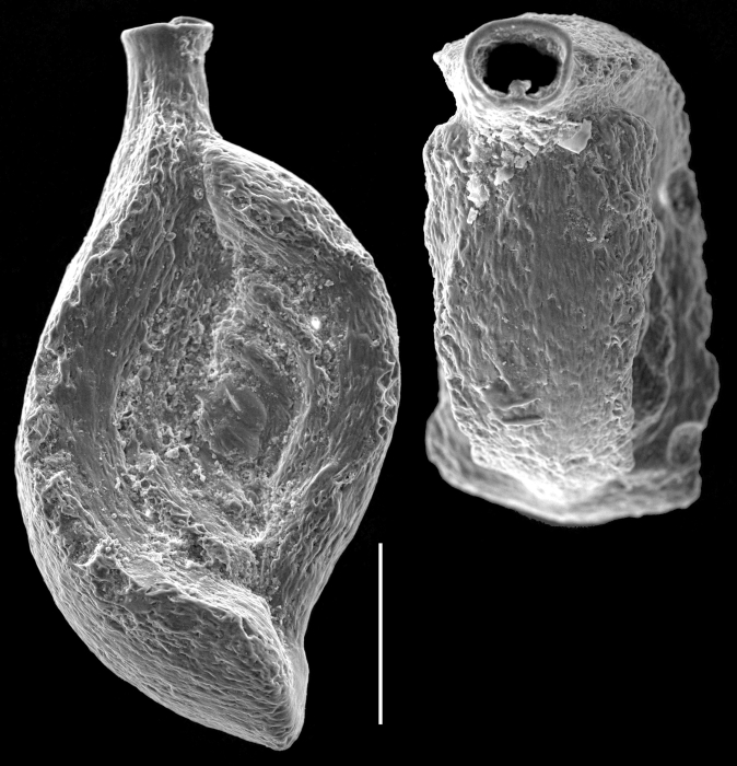 Spiroloculina convexa Spiroloculina convexa