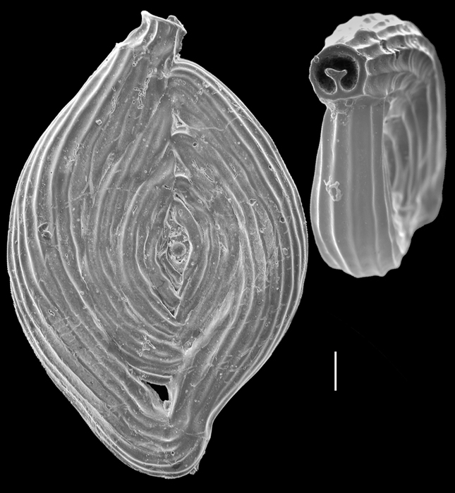 Spiroloculina corrugata Spiroloculina corrugata