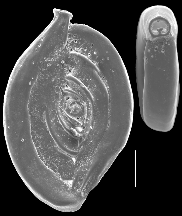 Spiroloculina depressa Spiroloculina depressa
