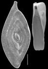 Spiroloculina elegantissima