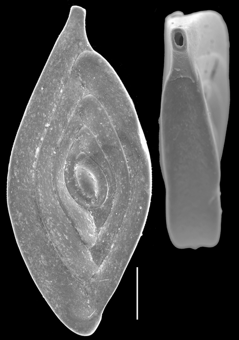 Spiroloculina elegantissima