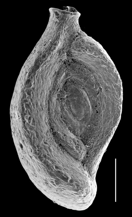Spiroloculina eximia Spiroloculina eximia