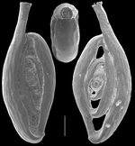 Spiroloculina fragilis