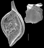 Spiroloculina mayori