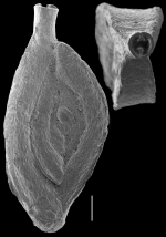 Spiroloculina subimpressa