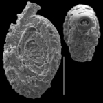 Spirophtalmidium scabrum